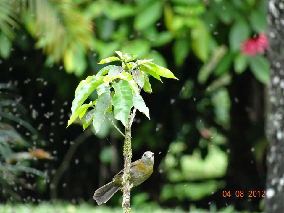 Hotel Tangara Arenal B&B La Fortuna Exterior foto